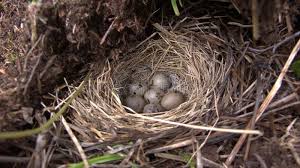 Attēlu rezultāti vaicājumam “Emberiza schoeniclus eggs”