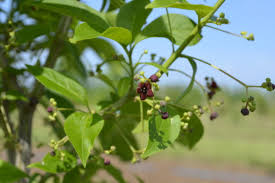 Attēlu rezultāti vaicājumam “Euonymus europaeus fruit”