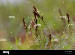 Attēlu rezultāti vaicājumam “Carex caryophyllea fruit”