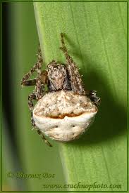 Attēlu rezultāti vaicājumam “Gibbaranea gibbosa”