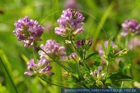 Attēlu rezultāti vaicājumam “Medicago x varia”