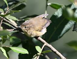 Attēlu rezultāti vaicājumam “Phylloscopus collybita adult”
