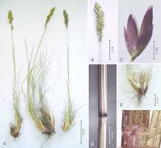 Attēlu rezultāti vaicājumam “Poa remota bud”