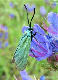 Attēlu rezultāti vaicājumam “Adscita statices”