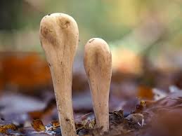 Attēlu rezultāti vaicājumam “Clavariadelphus pistillaris”