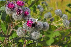Attēlu rezultāti vaicājumam “Arctium tomentosum”