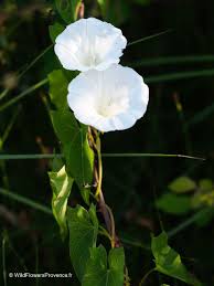 Attēlu rezultāti vaicājumam “Convolvulus arvensis flower”