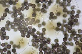 Attēlu rezultāti vaicājumam “Lamproderma gulielmae”