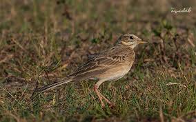 Image result for Anthus godlewskii