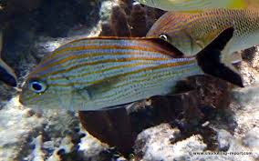 Image result for Haemulon carbonarium