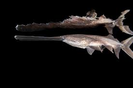 Image result for Polyodon spathula