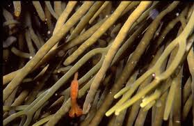 Attēlu rezultāti vaicājumam “Cribraria splendens stalked”