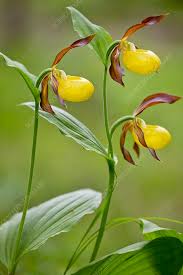 Attēlu rezultāti vaicājumam “Cypripedium calceolus”
