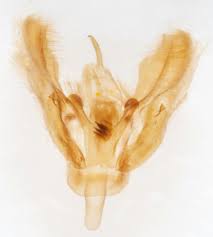 Attēlu rezultāti vaicājumam “Pennithera firmata”