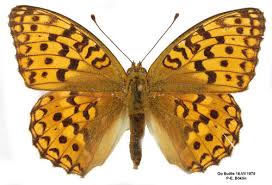 Attēlu rezultāti vaicājumam “Argynnis adippe”