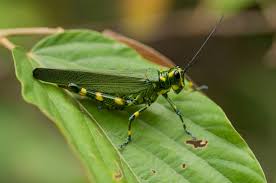 Attēlu rezultāti vaicājumam “Acrididae”