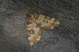 Attēlu rezultāti vaicājumam “Electrophaes corylata”