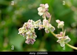 Attēlu rezultāti vaicājumam “Fallopia convolvulus fruit”