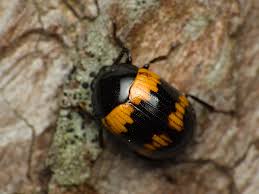 Attēlu rezultāti vaicājumam “Diaperis boleti imago”