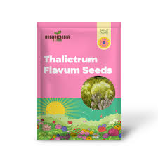 Attēlu rezultāti vaicājumam “Thalictrum flavum fruit”
