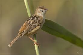 Image result for Cisticola juncidis