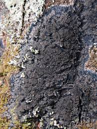 Attēlu rezultāti vaicājumam “Parmeliella triptophylla”