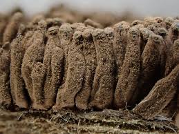 Attēlu rezultāti vaicājumam “Stemonaria irregularis”