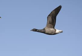 Attēlu rezultāti vaicājumam “Branta bernicla”