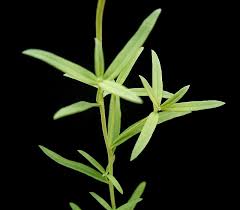 Attēlu rezultāti vaicājumam “Linaria vulgaris leaf”