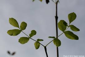 Attēlu rezultāti vaicājumam “Fraxinus”