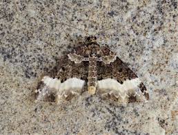 Attēlu rezultāti vaicājumam “Euphyia unangulata”