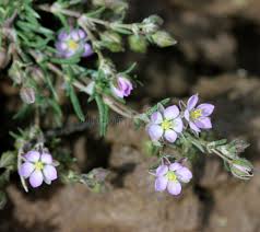 Attēlu rezultāti vaicājumam “Spergularia rubra leaf”