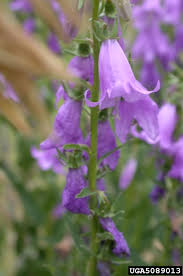 Image result for Campanula rapunculoides