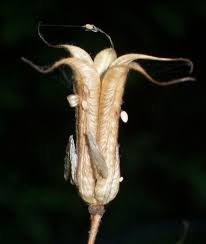 Attēlu rezultāti vaicājumam “Aquilegia vulgaris bud”