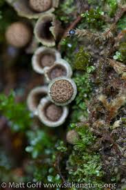 Attēlu rezultāti vaicājumam “Antitrichia curtipendula macro”