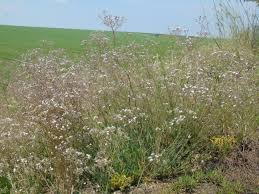 Attēlu rezultāti vaicājumam “Gypsophila fastigiata bud”