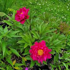 Attēlu rezultāti vaicājumam “Paeonia lactiflora”