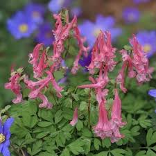 Attēlu rezultāti vaicājumam “Corydalis solida”