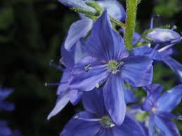 Attēlu rezultāti vaicājumam “Veronica austriaca subsp. teucrium flower”