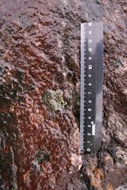 Attēlu rezultāti vaicājumam “Gloeocapsa rupestris”