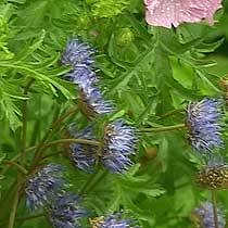 Attēlu rezultāti vaicājumam “Jasione montana fruit”