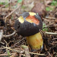 Attēlu rezultāti vaicājumam “Xerocomus pruinatus”