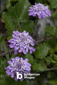 Image result for Iberis umbellata