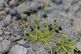 Attēlu rezultāti vaicājumam “Cyperus fuscus”