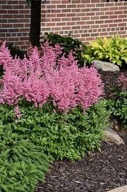 Attēlu rezultāti vaicājumam “Astilbe chinensis”