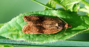 Attēlu rezultāti vaicājumam “Celypha striana”