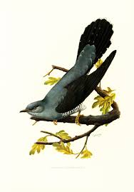 Attēlu rezultāti vaicājumam “Cuculus canorus”