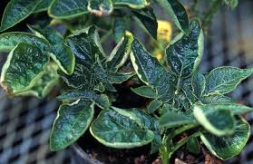 Attēlu rezultāti vaicājumam “Solanum tuberosum leaf”