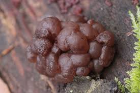 Attēlu rezultāti vaicājumam “Ascotremella faginea”