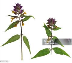 Attēlu rezultāti vaicājumam “Melampyrum nemorosum flower”